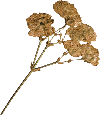 Yellow Pressed Flowers